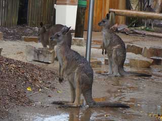 澳大利亚全真课堂体验系列1线--悉尼中学全真