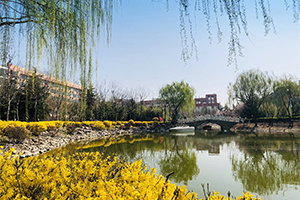 青島通濟實驗學校國際部人工湖春景
