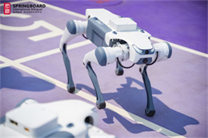 君誠國際雙語學(xué)校機(jī)器狗