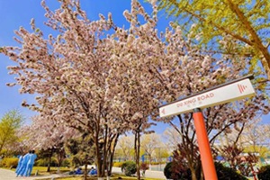 北京外國語大學(xué)外籍人員子女學(xué)校(地址:北外附校)校園春景